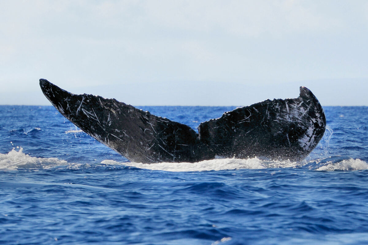 Fluke of CRC-15320