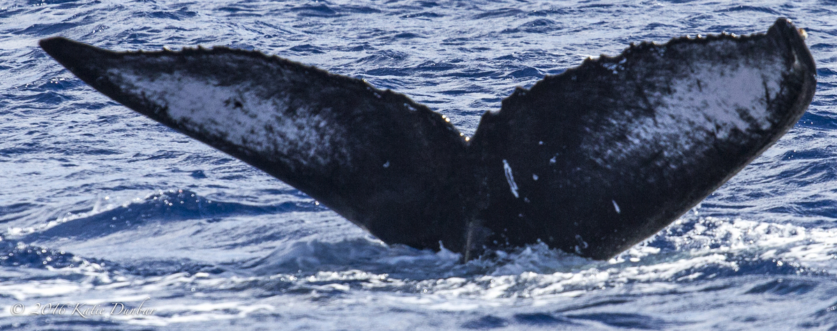 Fluke of HW-MN0440260
