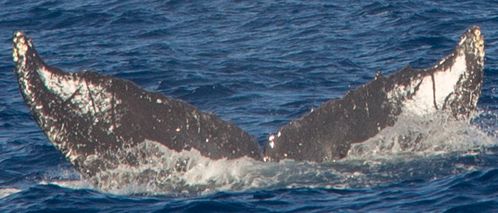 Fluke of HW-MN0440261