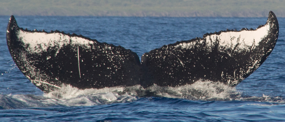 Fluke of HW-MN0440262