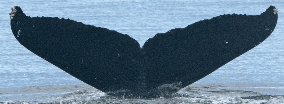 Fluke of CRC-22217