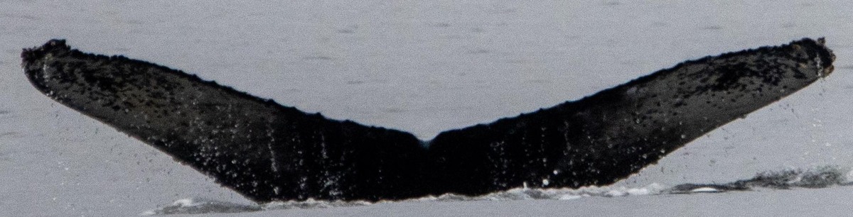 Fluke of CRC-22840