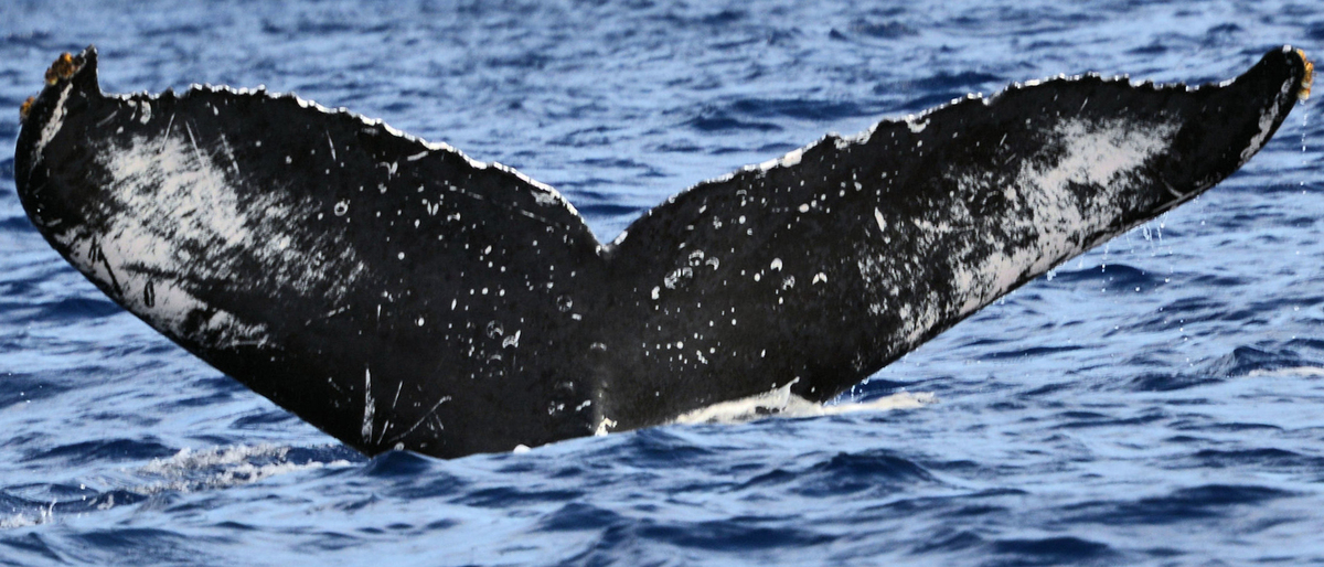 Fluke of HW-MN0440266