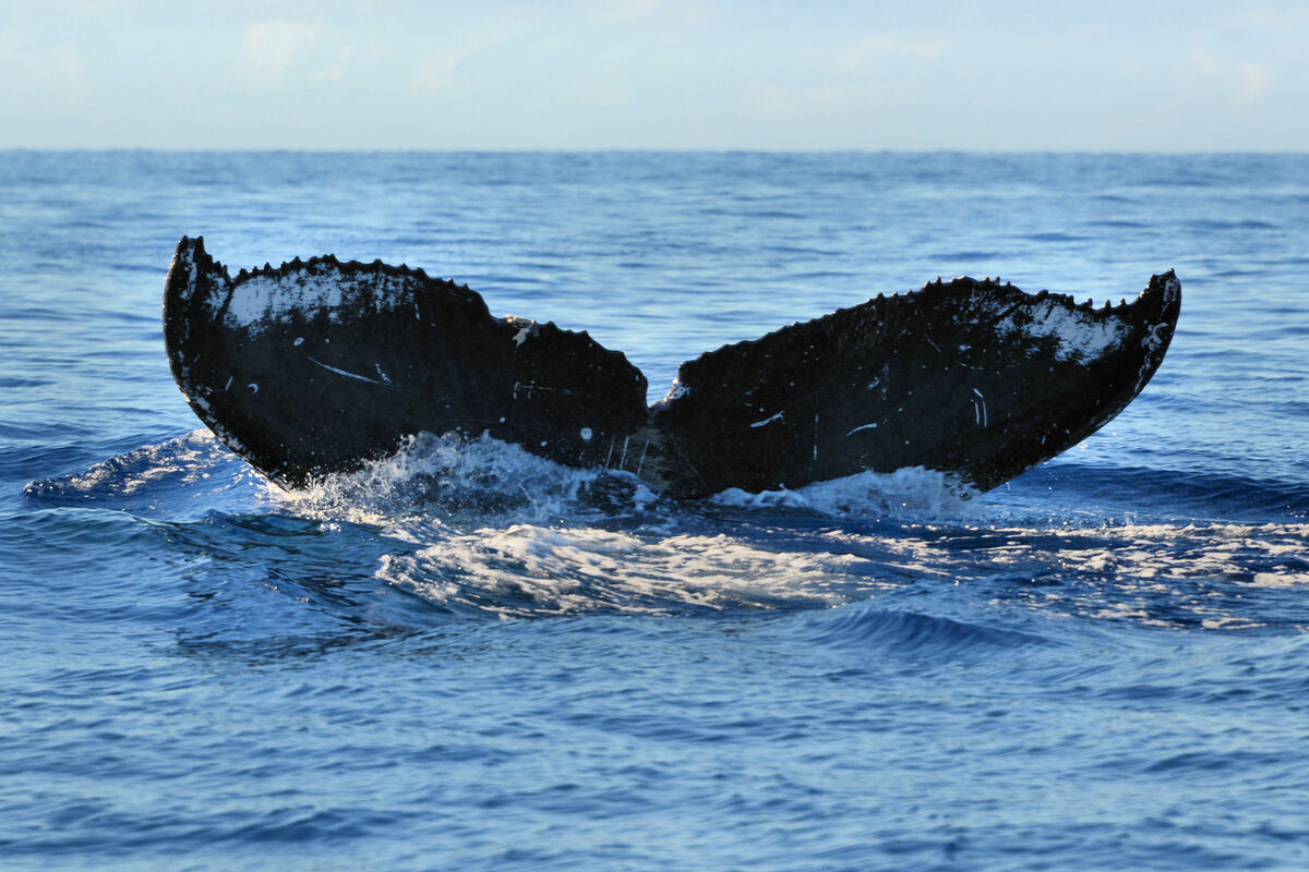Fluke of HW-MN0440270