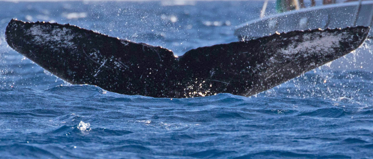 Fluke of лебедь (RCHP)