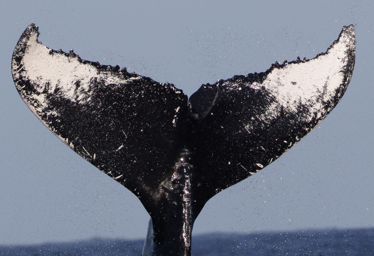 Fluke of HW-MN0440274
