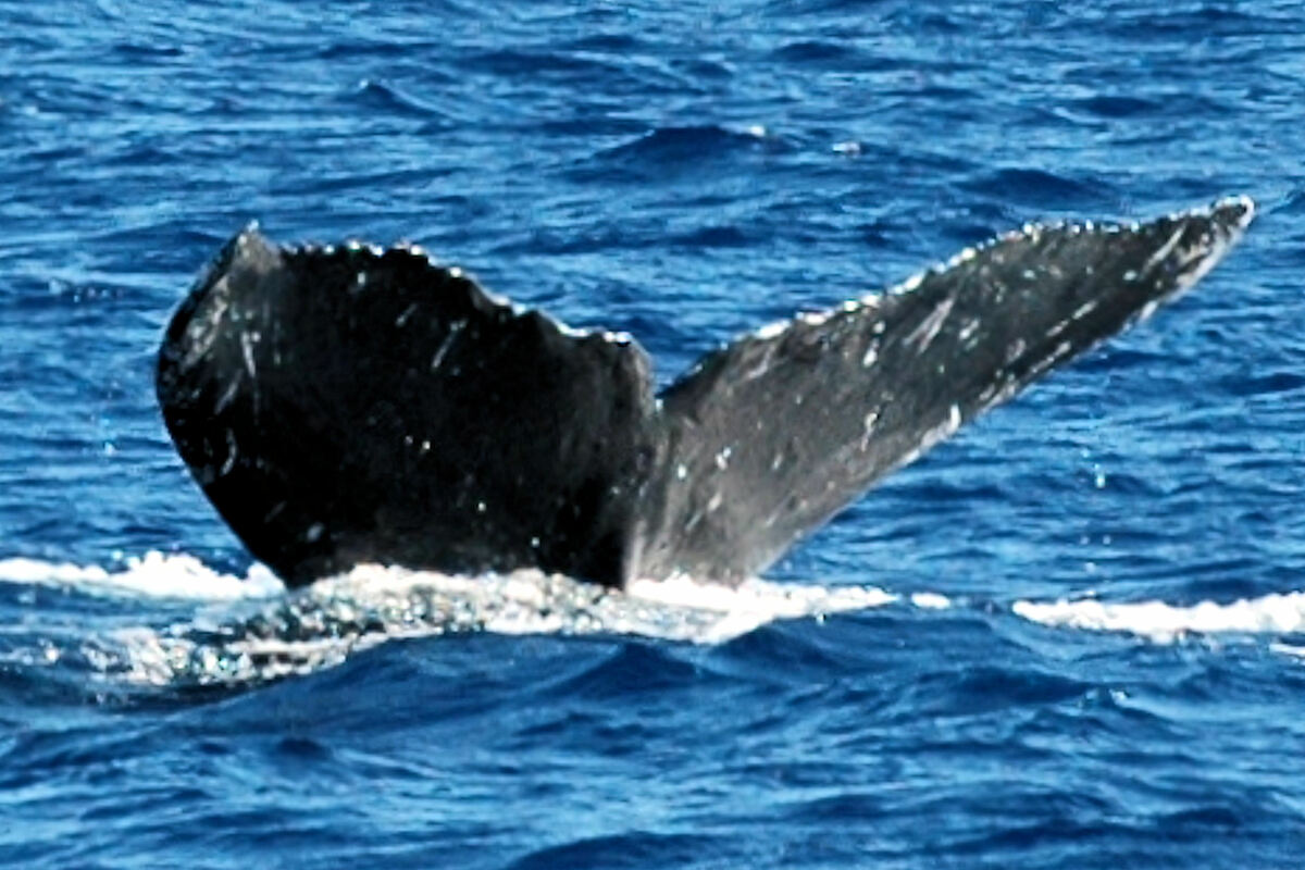 Fluke of SEAK-2721