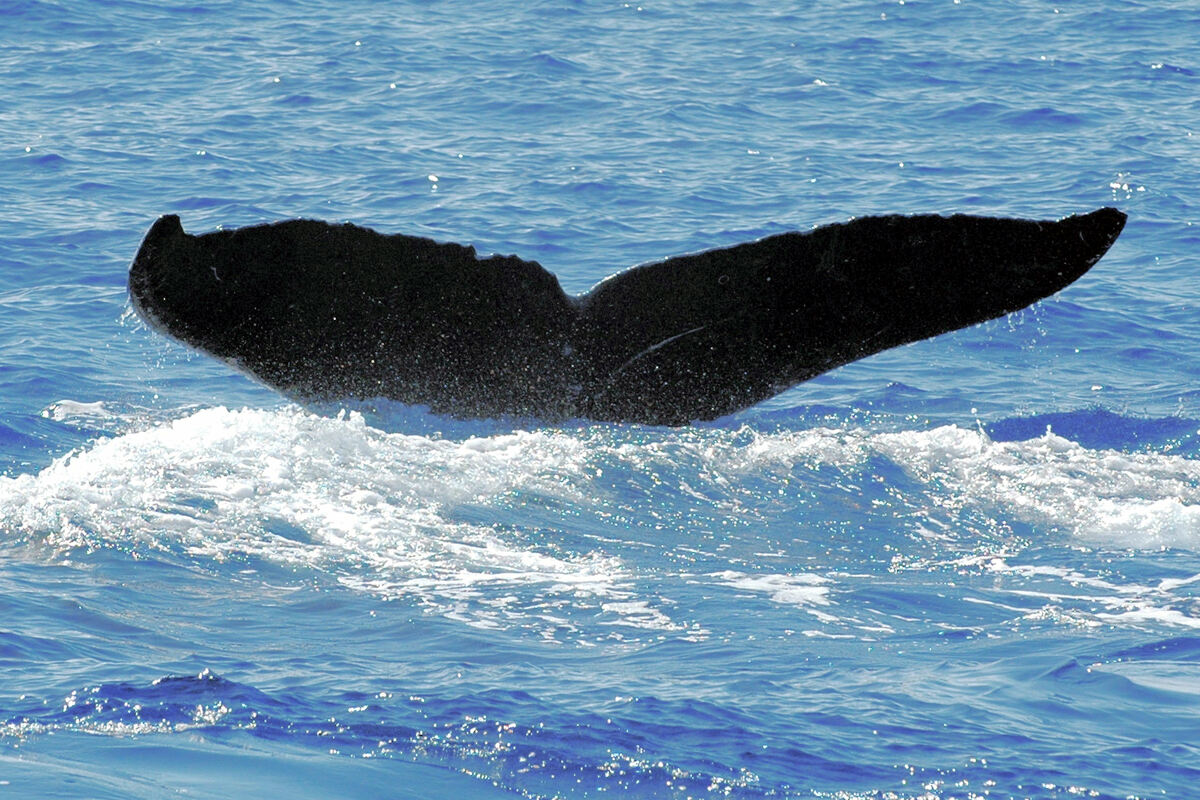 Fluke of TDI-17346