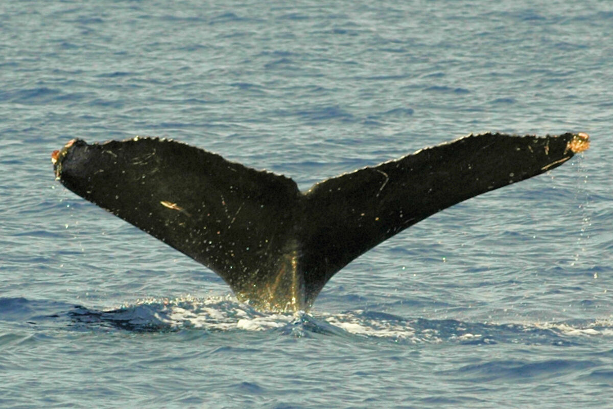 Fluke of Briza (FS)