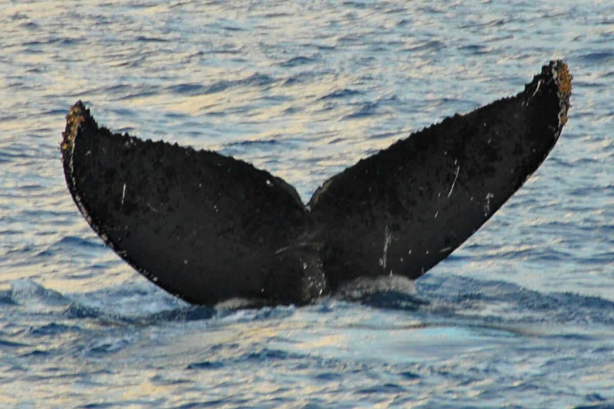 Fluke of HW-MN0440281
