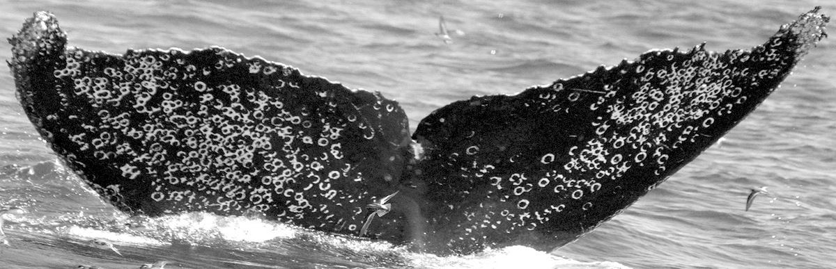 Fluke of CRC-10789
