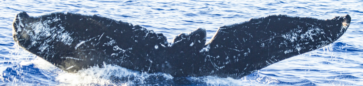 Fluke of Eagle (Hawaii)