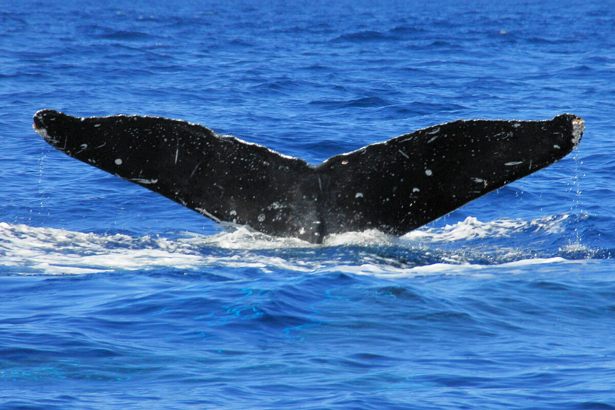 Fluke of Binkey (SE Alaska)