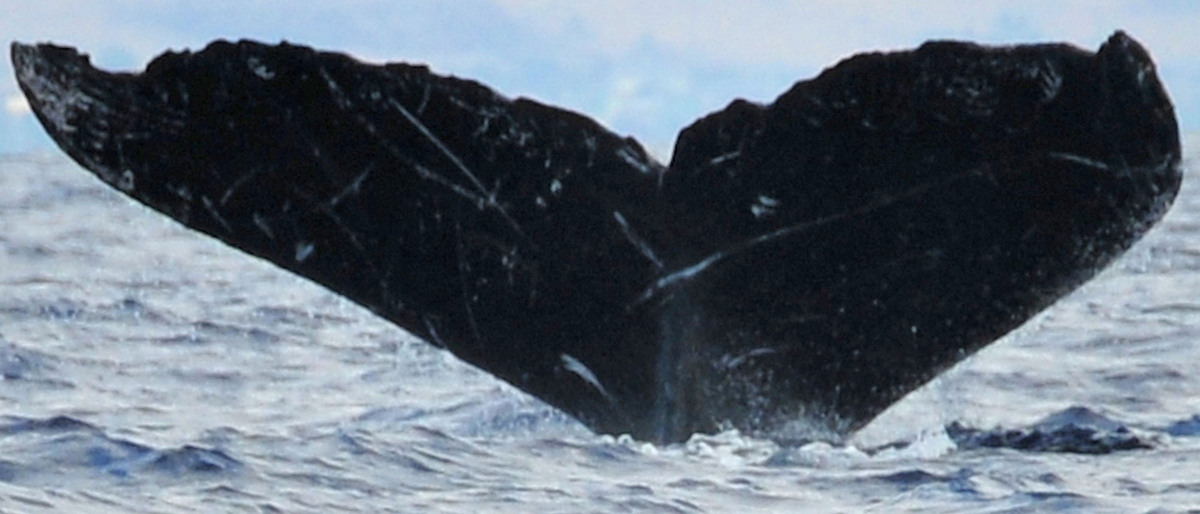 Fluke of Scritch (Northern BC)