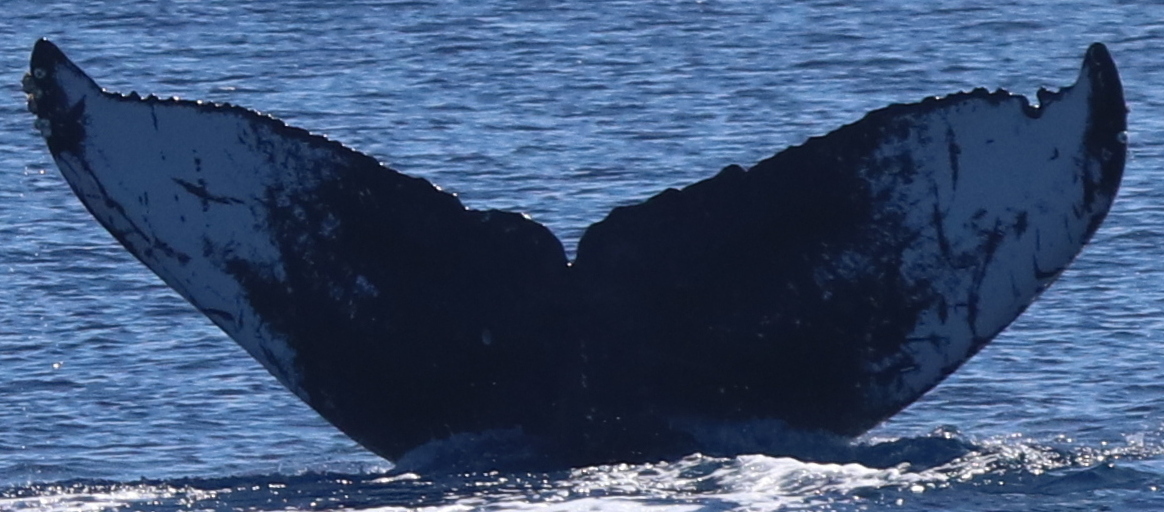 Fluke of HW-MN0444818