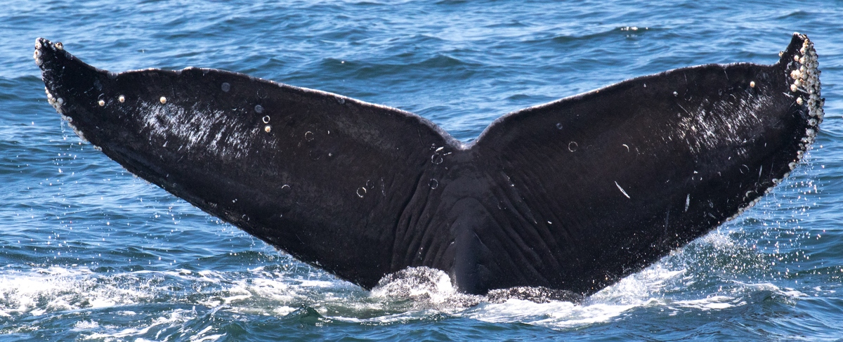 Fluke of CRC-11601