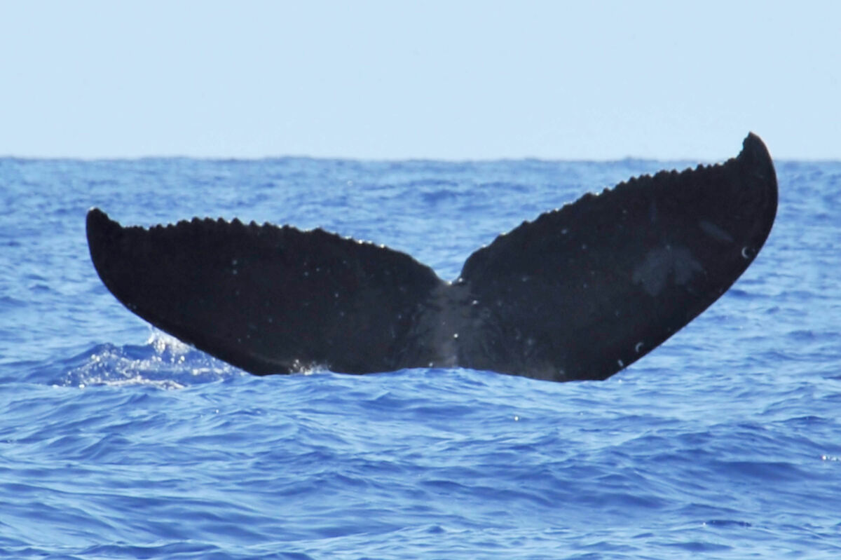 Fluke of Himalaya (Hawaii)