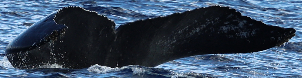 Fluke of HW-MN0444829