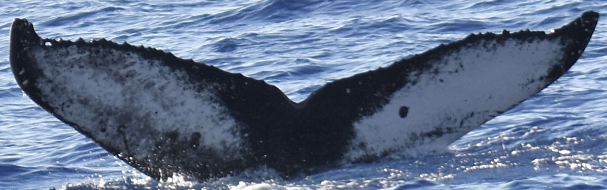 Fluke of HW-MN0444832