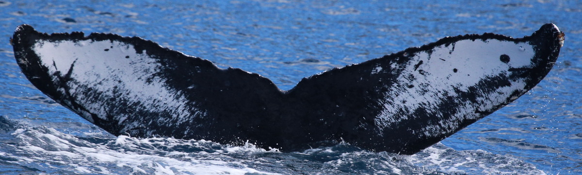 Fluke of HW-MN0444837