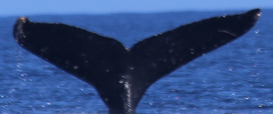 Fluke of HW-MN0440305