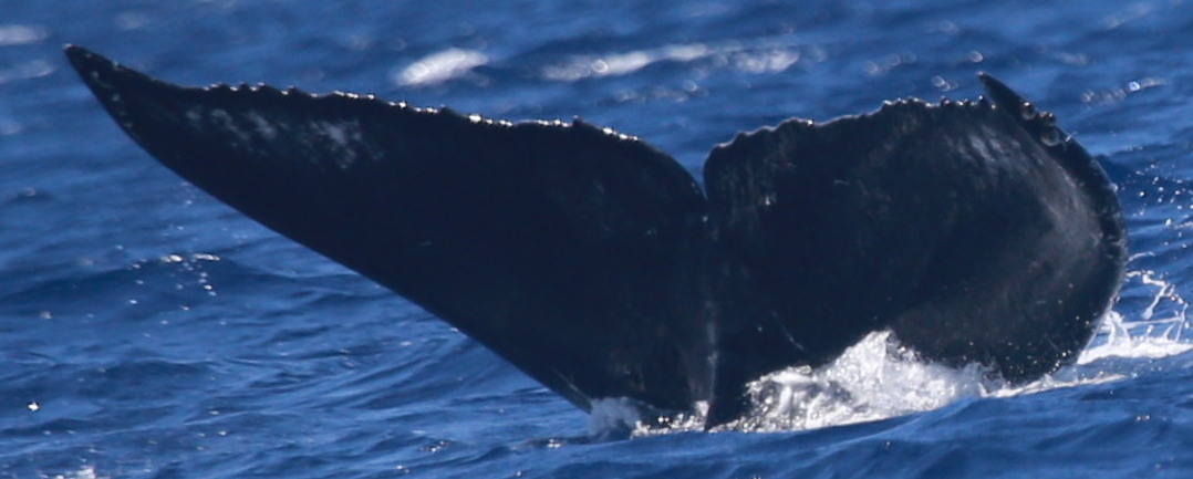Fluke of HW-MN0444840
