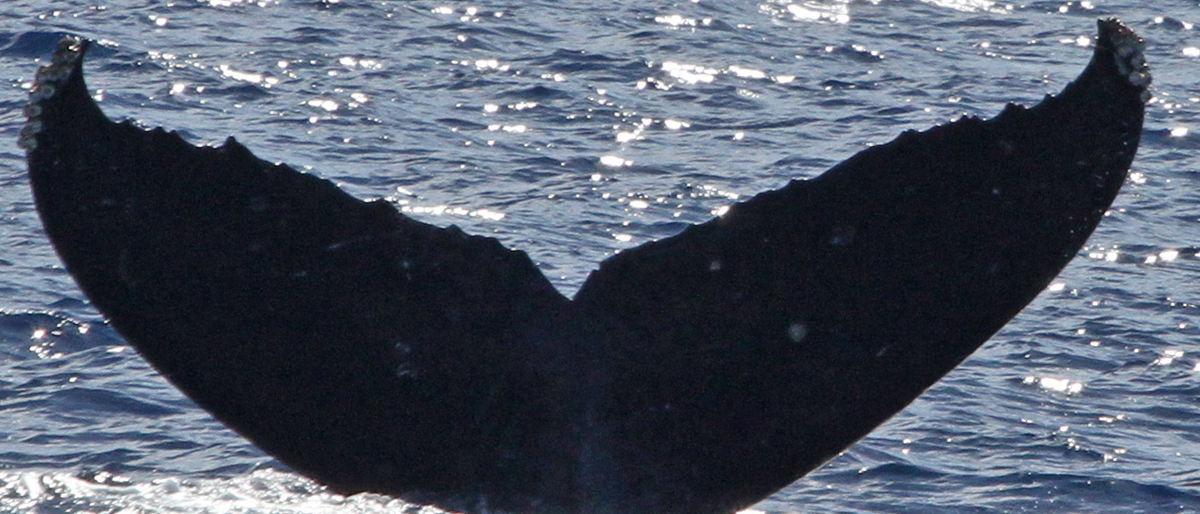 Fluke of CRC-19153