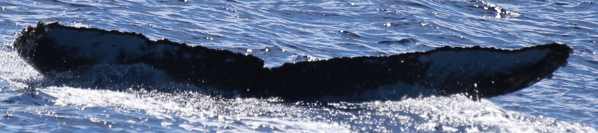 Fluke of HW-MN0444860