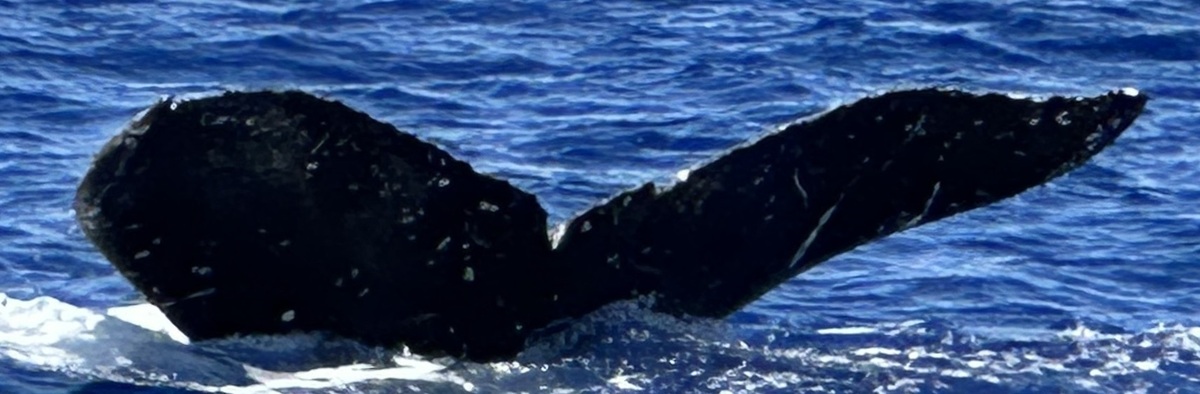 Fluke of HW-MN0444864