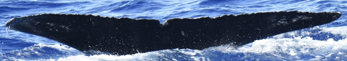 Fluke of HW-MN0444865