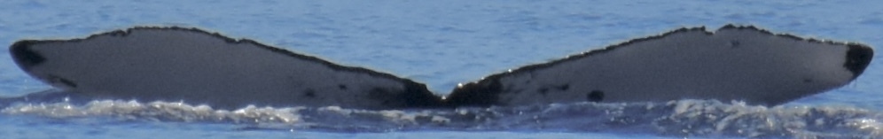 Fluke of HW-MN0444867