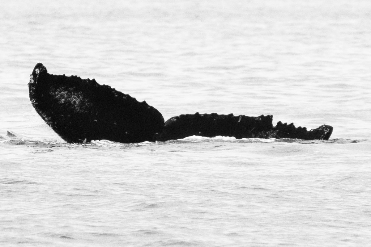 Fluke of HW-MN0440309
