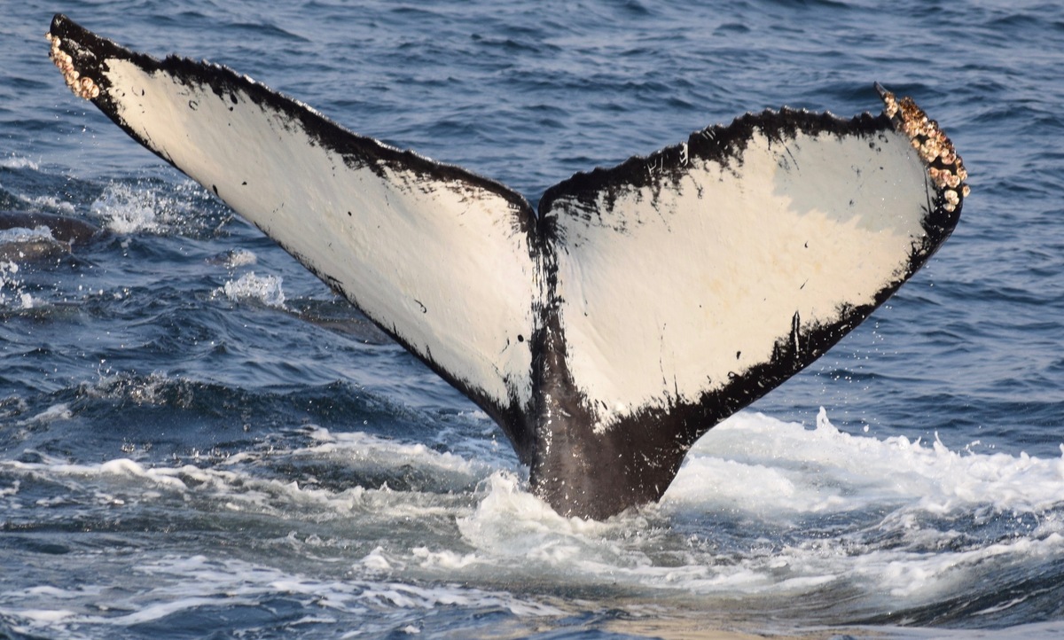Fluke of CRC-12030