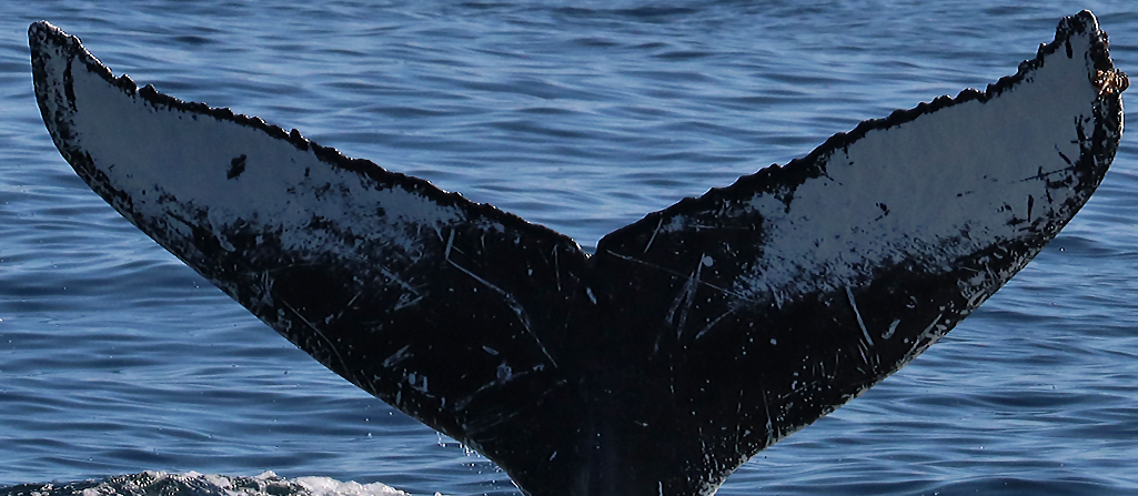 Fluke of CRC-16505