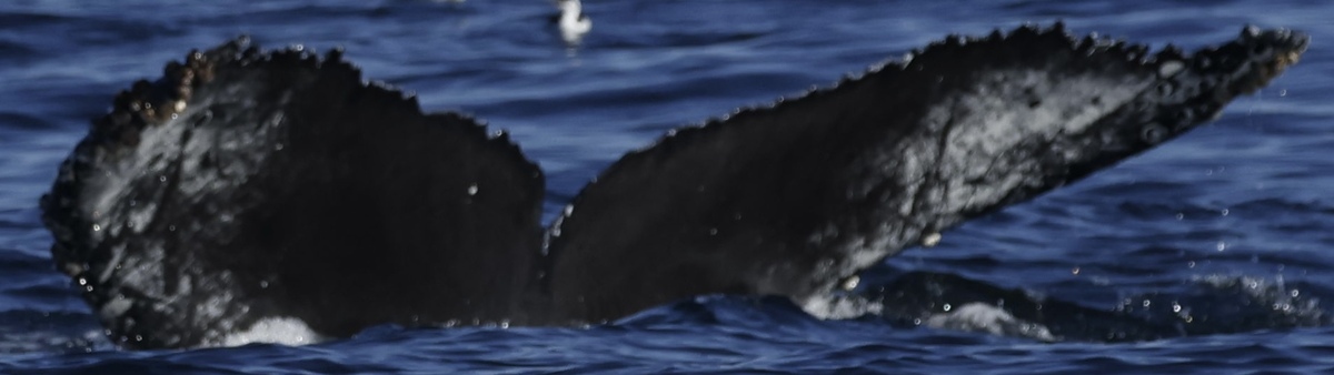 Fluke of Lil (California)