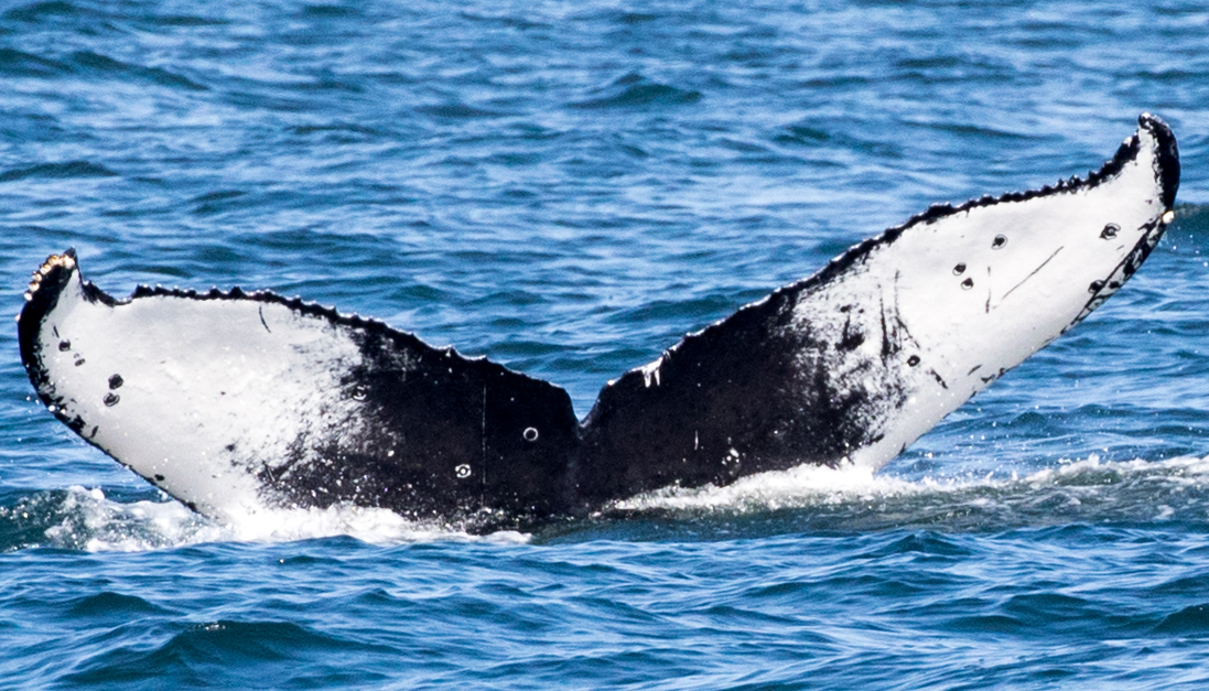 Fluke of CRC-16387