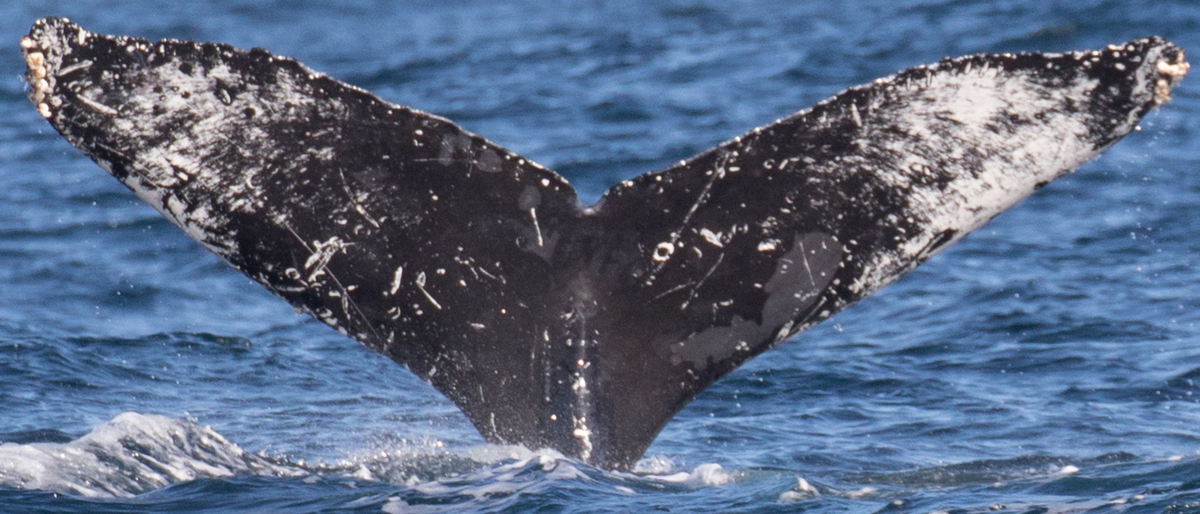 Fluke of CRC-12468