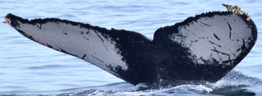 Fluke of Helvecita (Revillagigedos)