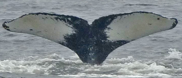 Fluke of Hootie (SE Alaska)