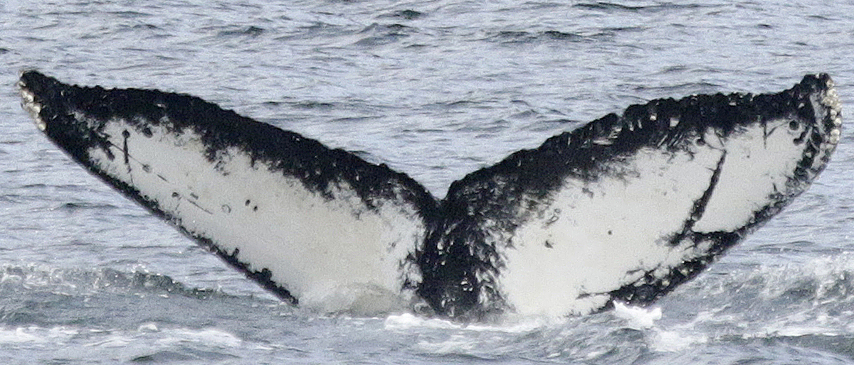 Fluke of SEAK-2352