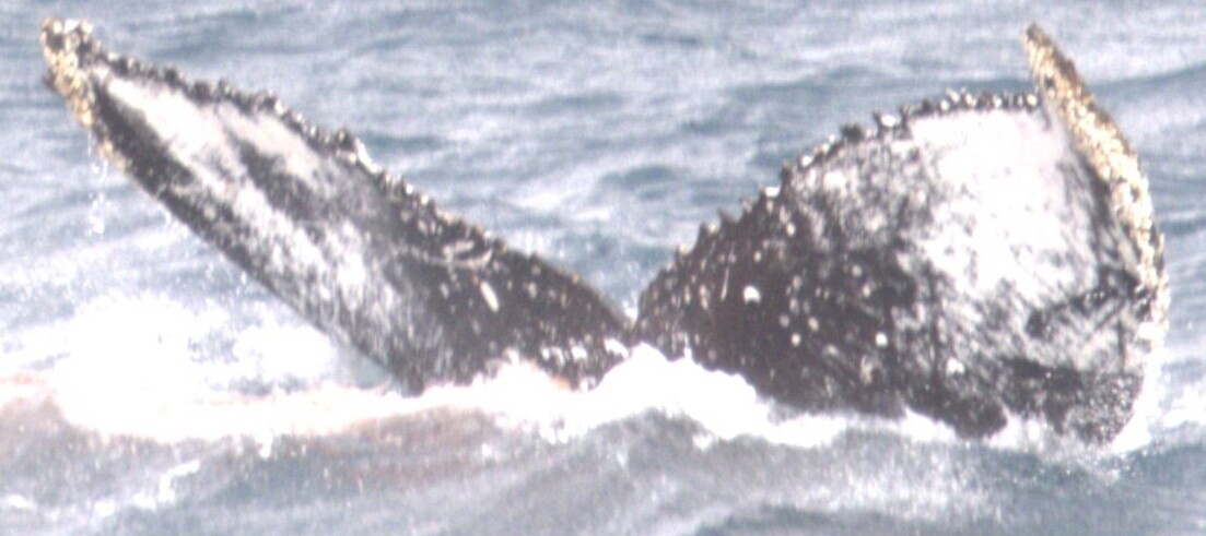 Fluke of HW-MN1306782