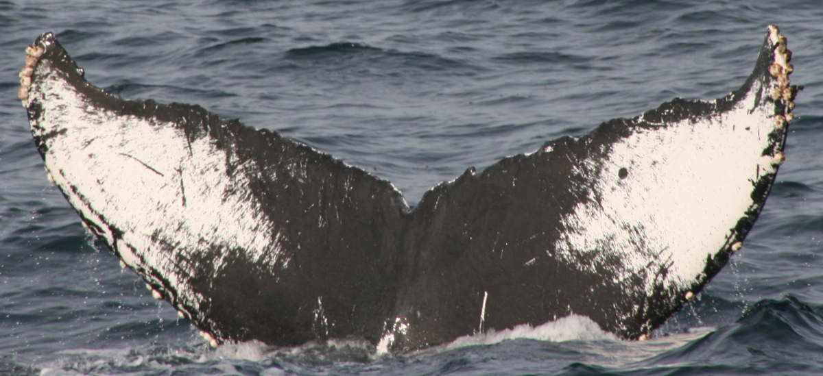 Fluke of CRC-10207