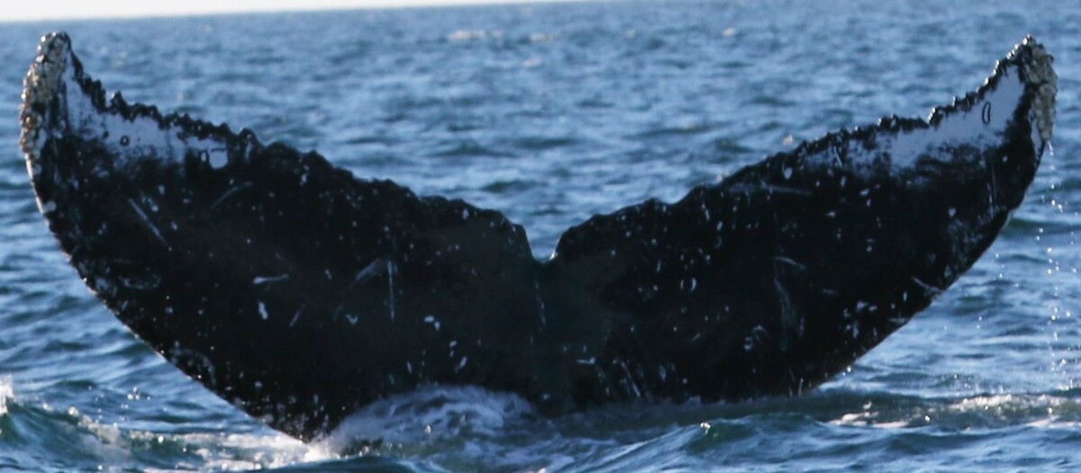 Fluke of CRC-12233