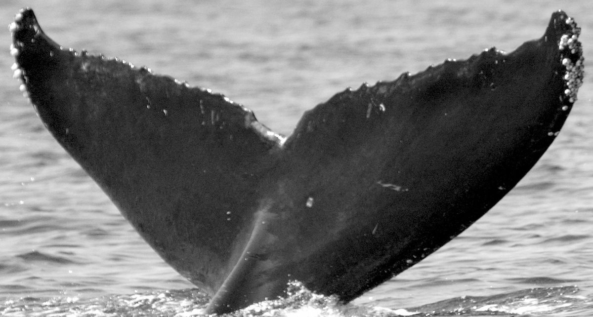 Fluke of CRC-15722