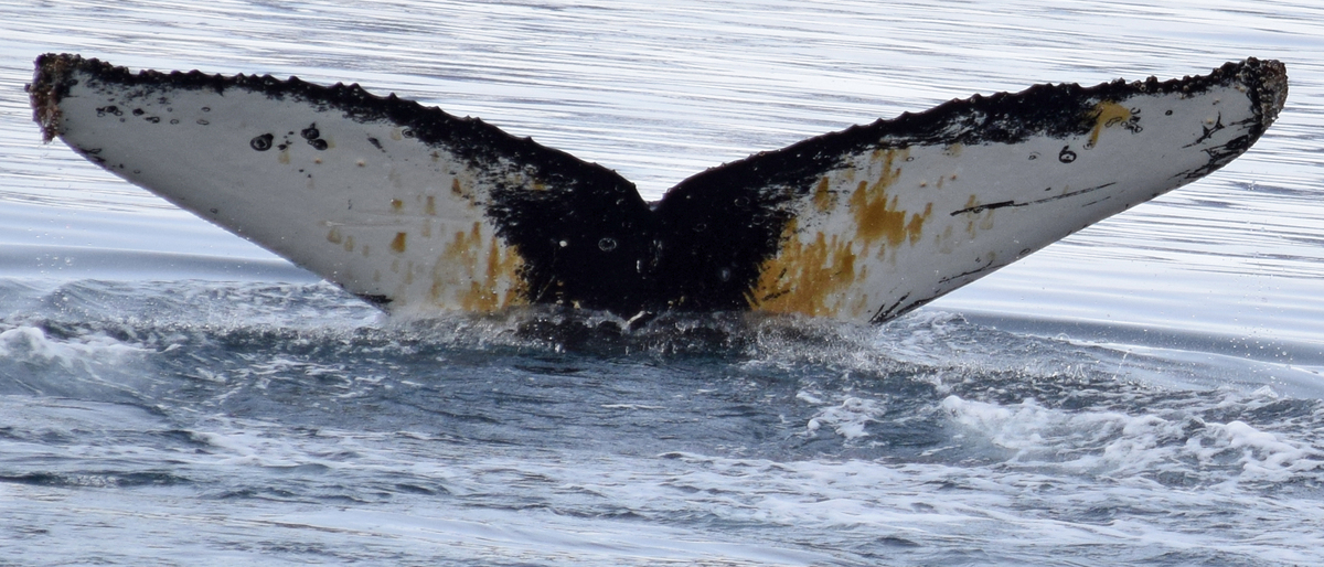 Fluke of Dill Van Pickleface (Antarctica)