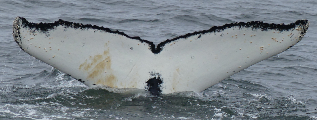 Fluke of HW-MN1300761