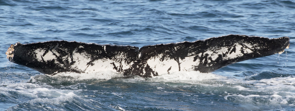 Fluke of CRC-10779
