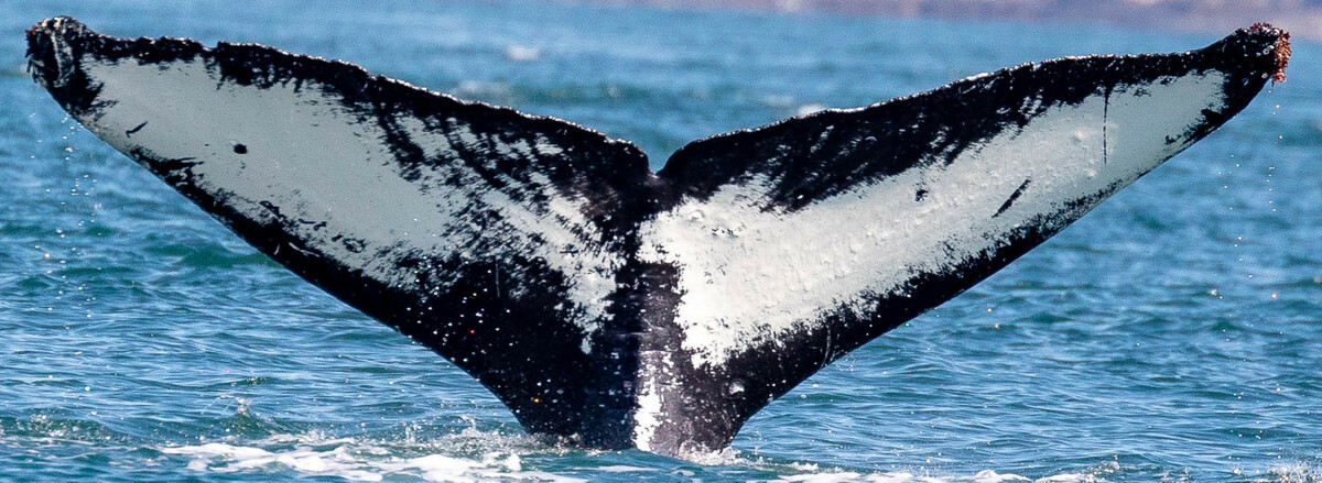 Fluke of Flame (Juneau)