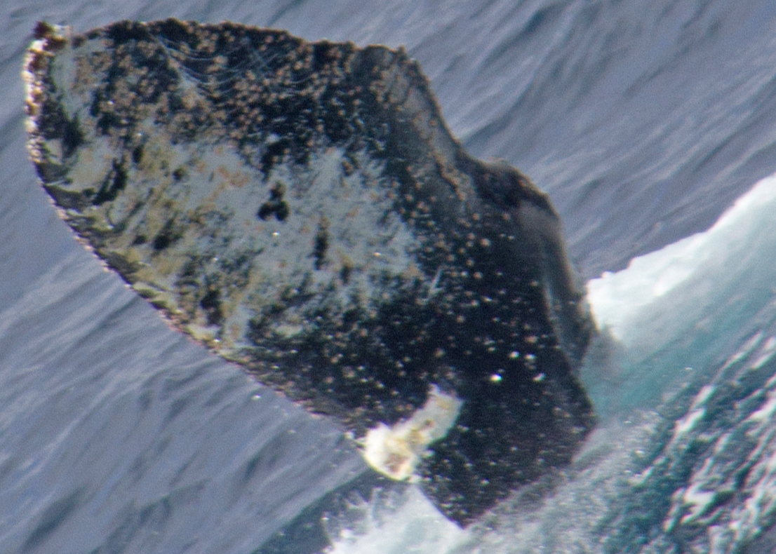 Fluke of Ports