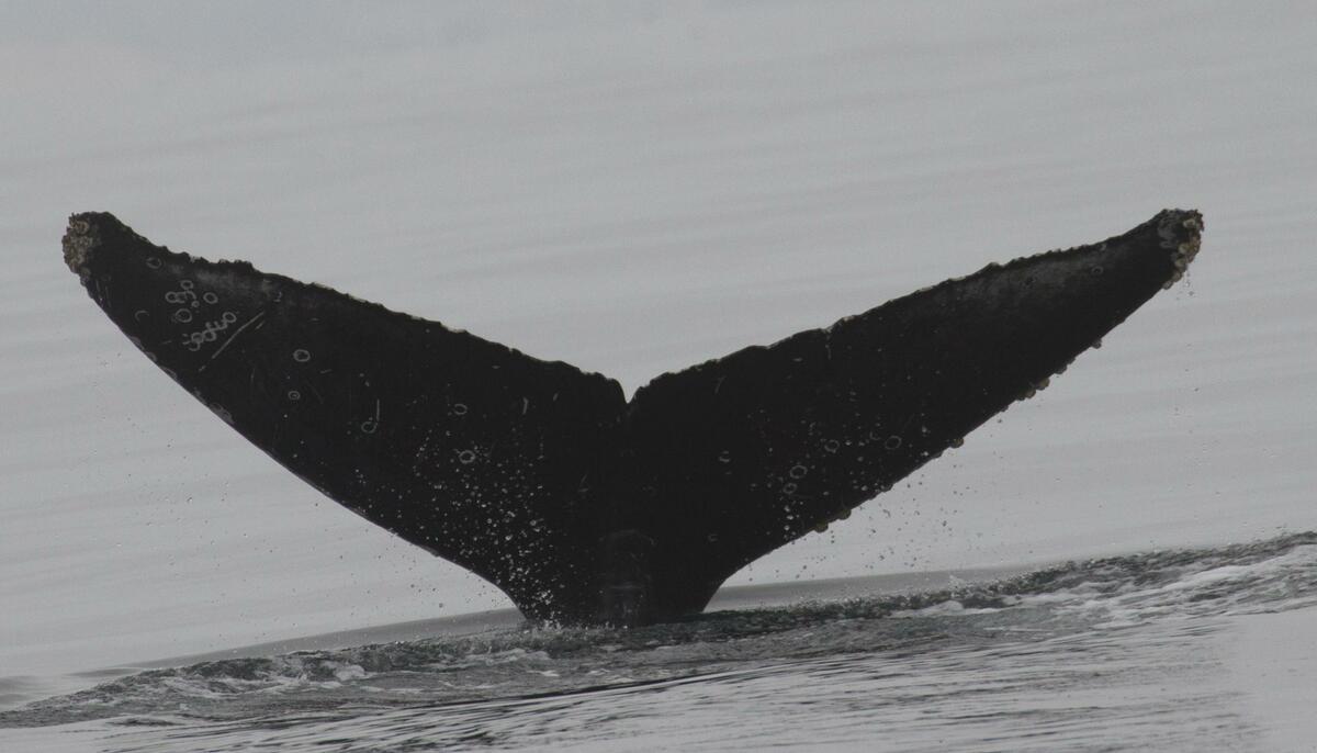 Fluke of CRC-16770